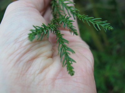  picture  Japanse_cypres |Cryptomeria_japonica