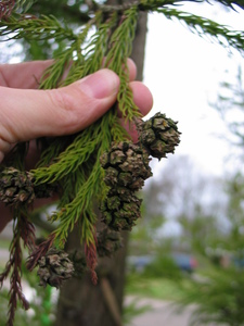  picture  Japanse_cypres |Cryptomeria_japonica