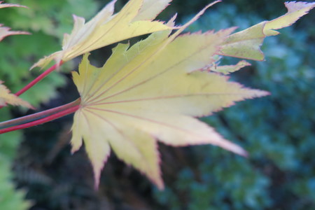  picture  Japanse_esdoorn |Acer_palmatum