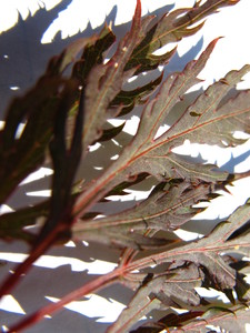  picture  Japanse_esdoorn_conitifolium |Acer_Japonicum_conitifolium