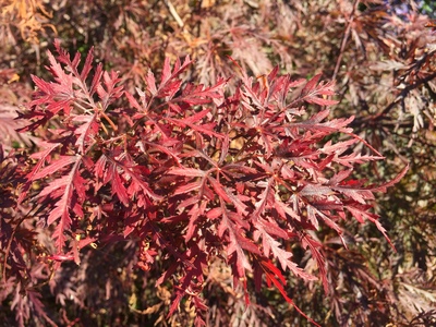  picture  Japanse_esdoorn_conitifolium |Acer_Japonicum_conitifolium