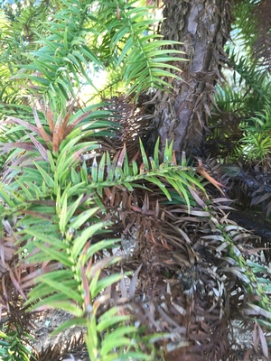  picture  Japanse_knoptaxus |Cephalotaxus_harringtonia