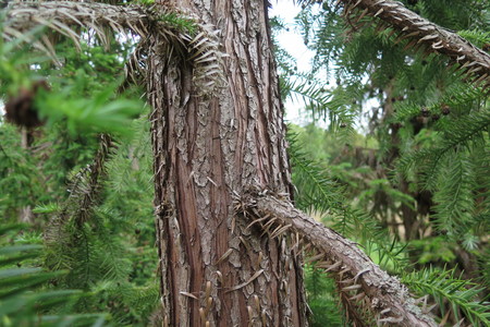 picture  Japanse_knoptaxus |Cephalotaxus_harringtonia