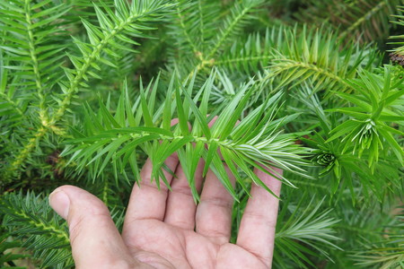  picture  Japanse_knoptaxus |Cephalotaxus_harringtonia