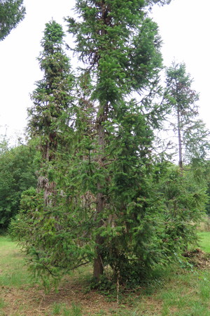  picture  Japanse_knoptaxus |Cephalotaxus_harringtonia