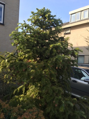  picture  Japanse_knoptaxus |Cephalotaxus_harringtonia