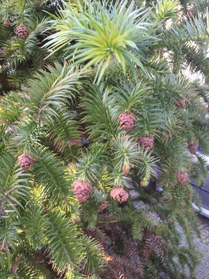  picture  Japanse_knoptaxus |Cephalotaxus_harringtonia