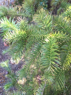  picture  Japanse_knoptaxus |Cephalotaxus_harringtonia