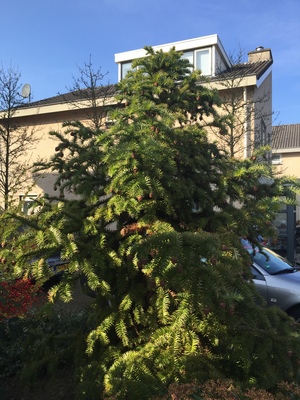  picture  Japanse_knoptaxus |Cephalotaxus_harringtonia