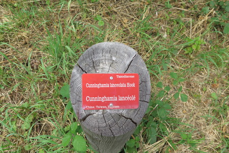  picture  Japanse_knoptaxus |Cephalotaxus_harringtonia