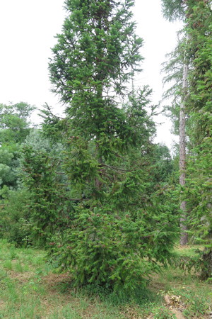  picture  Japanse_knoptaxus |Cephalotaxus_harringtonia