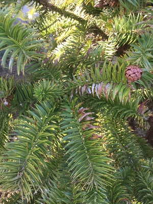  picture  Japanse_knoptaxus |Cephalotaxus_harringtonia