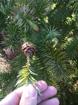  picture  Japanse_knoptaxus |Cephalotaxus_harringtonia