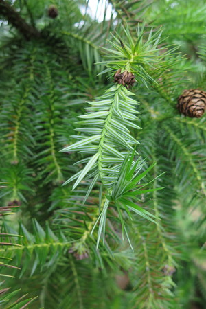  picture  Japanse_knoptaxus |Cephalotaxus_harringtonia