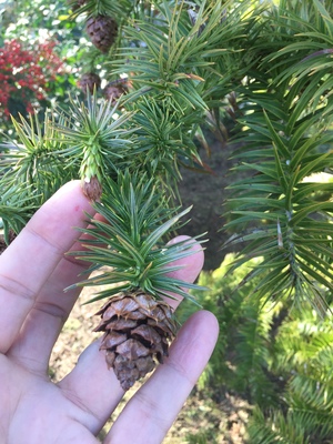  picture  Japanse_knoptaxus |Cephalotaxus_harringtonia
