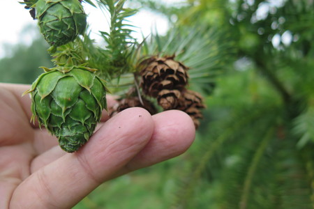  picture  Japanse_knoptaxus |Cephalotaxus_harringtonia
