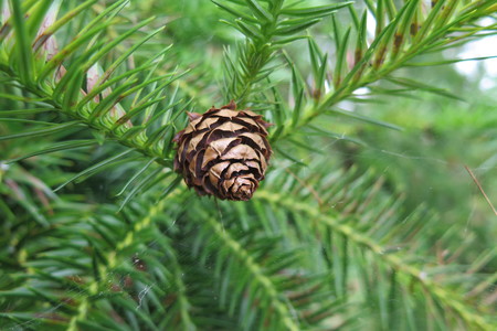  picture  Japanse_knoptaxus |Cephalotaxus_harringtonia