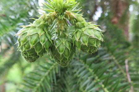  picture  Japanse_knoptaxus |Cephalotaxus_harringtonia