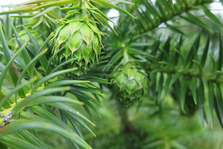  picture  Japanse_knoptaxus |Cephalotaxus_harringtonia