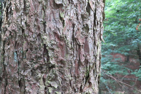  picture  Japanse_larix |Larix_kaempferi