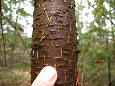  picture  Japanse_larix |Larix_kaempferi