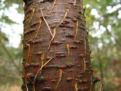  picture  Japanse_larix |Larix_kaempferi