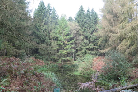  picture  Japanse_larix |Larix_kaempferi