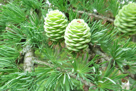  picture  Japanse_larix |Larix_kaempferi