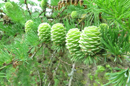  picture  Japanse_larix |Larix_kaempferi