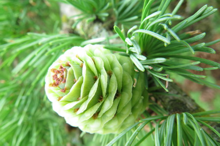  picture  Japanse_larix |Larix_kaempferi