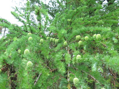  picture  Japanse_larix |Larix_kaempferi