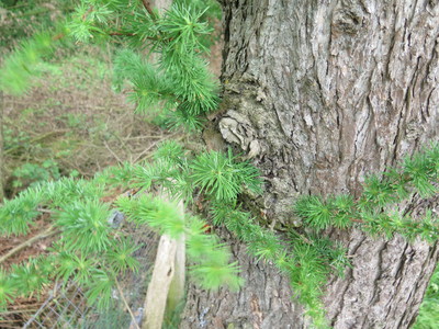  picture  Japanse_larix |Larix_kaempferi