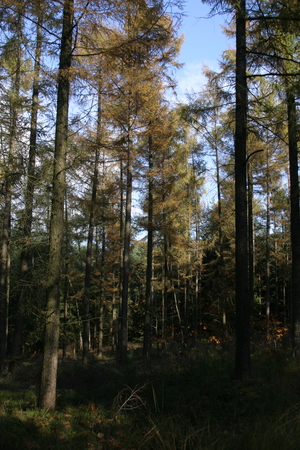  picture  Japanse_larix |Larix_kaempferi