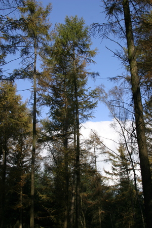  picture  Japanse_larix |Larix_kaempferi