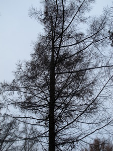  picture  Japanse_larix |Larix_kaempferi