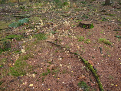  picture  Japanse_larix |Larix_kaempferi