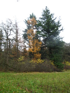  picture  Japanse_larix |Larix_kaempferi