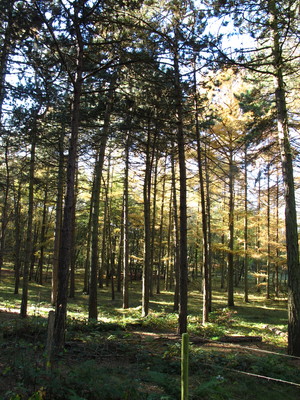  picture  Japanse_larix |Larix_kaempferi