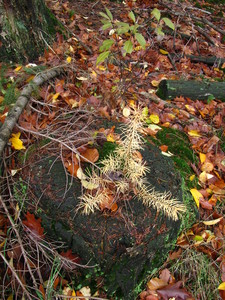  picture  Japanse_larix |Larix_kaempferi