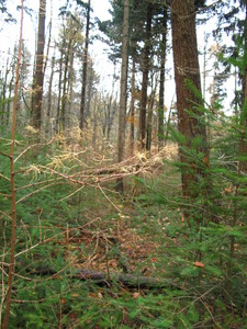  picture  Japanse_larix |Larix_kaempferi