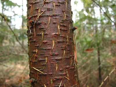  picture  Japanse_larix |Larix_kaempferi