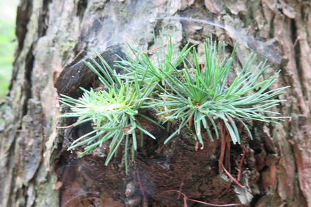  picture  Japanse_larix |Larix_kaempferi
