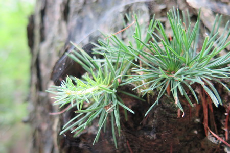  picture  Japanse_larix |Larix_kaempferi