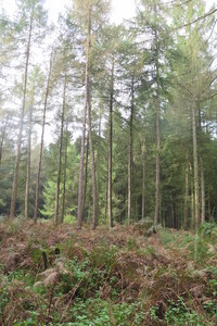  picture  Japanse_larix |Larix_kaempferi