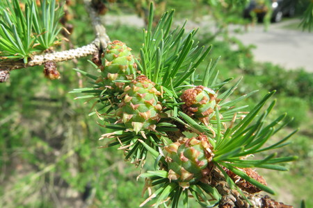  picture  Japanse_larix |Larix_kaempferi