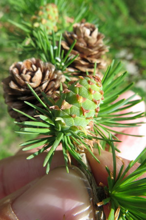  picture  Japanse_larix |Larix_kaempferi