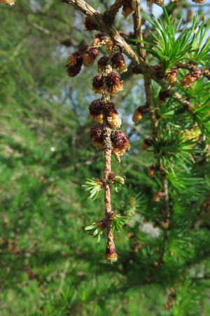  picture  Japanse_larix |Larix_kaempferi