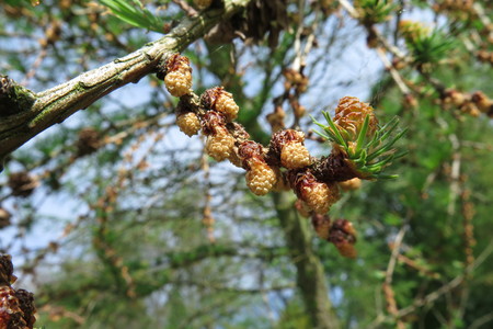  picture  Japanse_larix |Larix_kaempferi