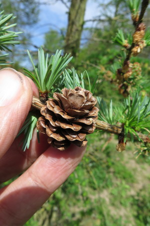  picture  Japanse_larix |Larix_kaempferi