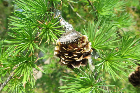  picture  Japanse_larix |Larix_kaempferi